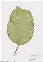 藏品(裙帶菜屬)的圖片